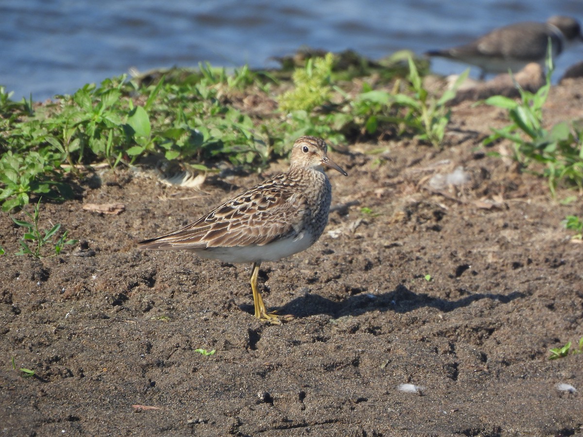 Pectoral Sandpiper - Mike Epler