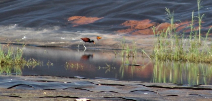 Jacana Suramericana - ML604604741