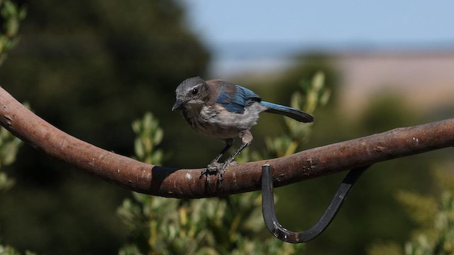 California Scrub-Jay - ML604606351