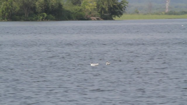 Bonaparte's Gull - ML604606491