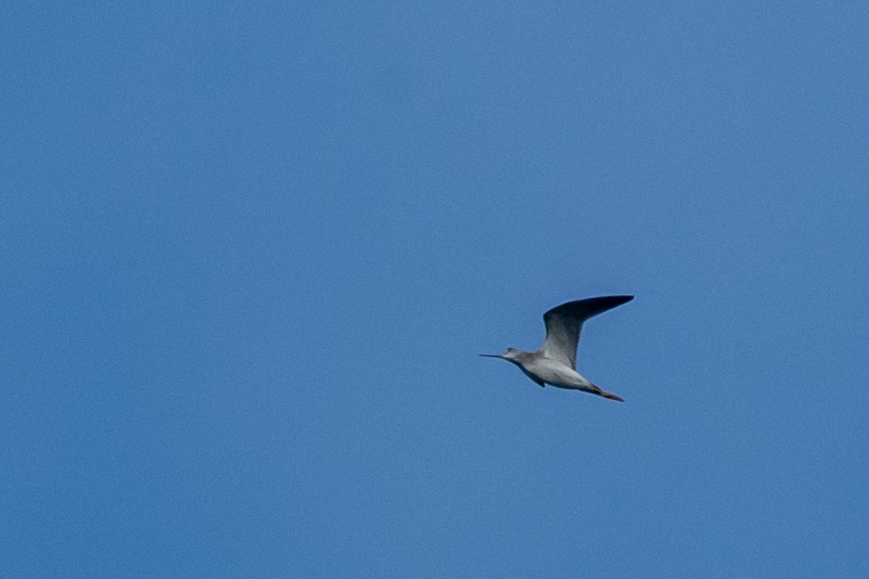 Greater Yellowlegs - ML604606551