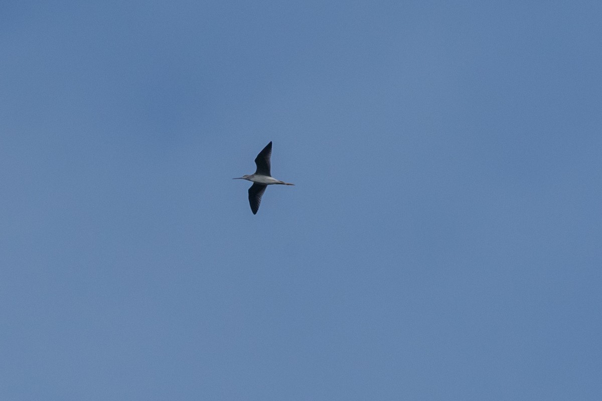 Greater Yellowlegs - ML604606561