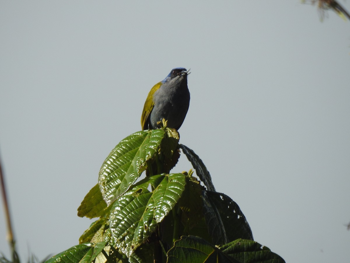 Blue-capped Tanager - ML604606821