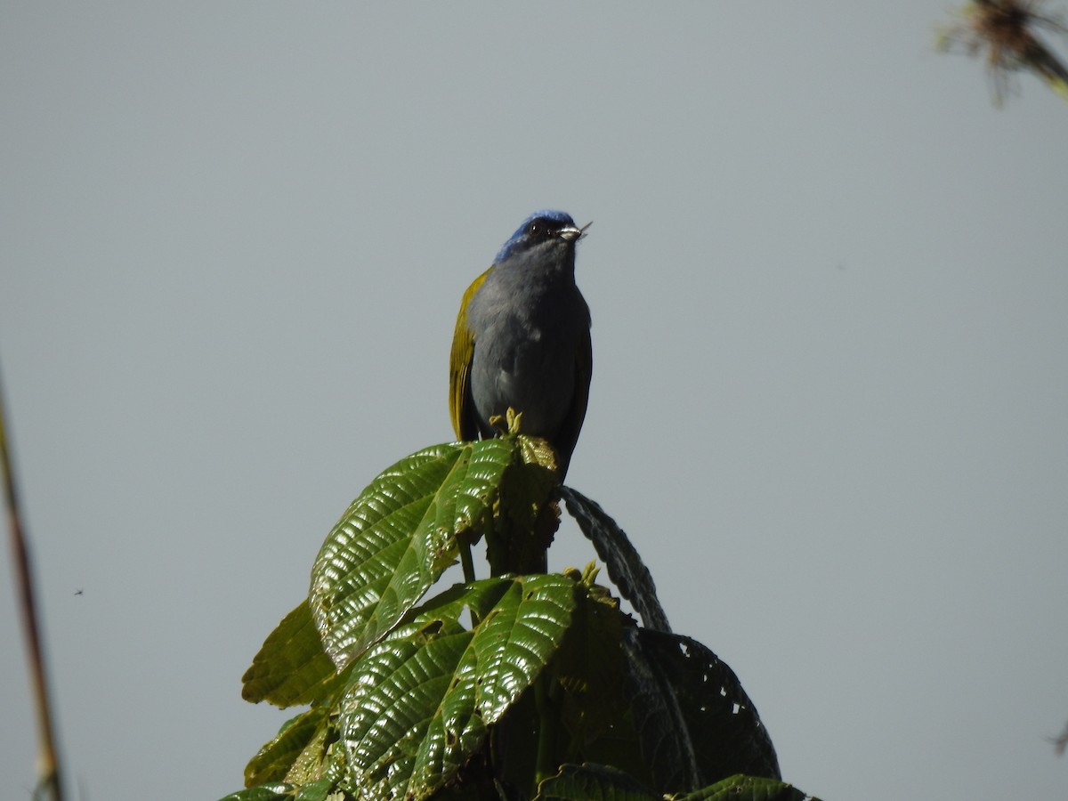 Blue-capped Tanager - ML604606841