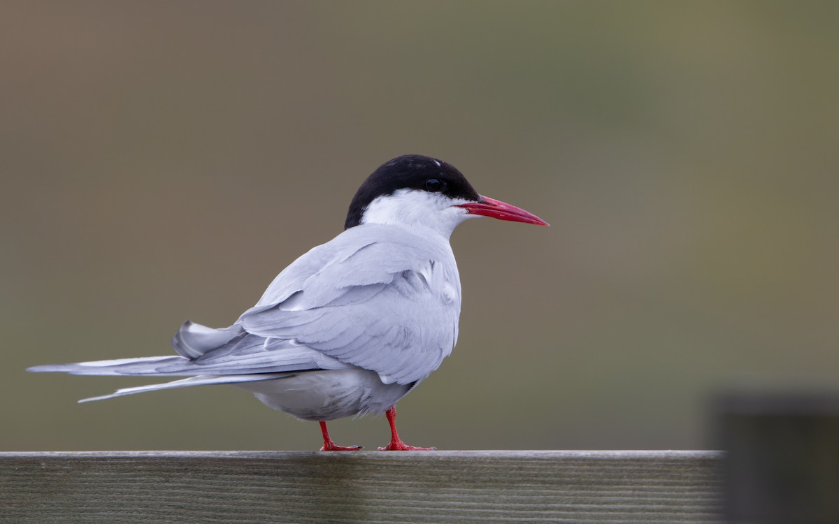 Arctic Tern - ML604607061