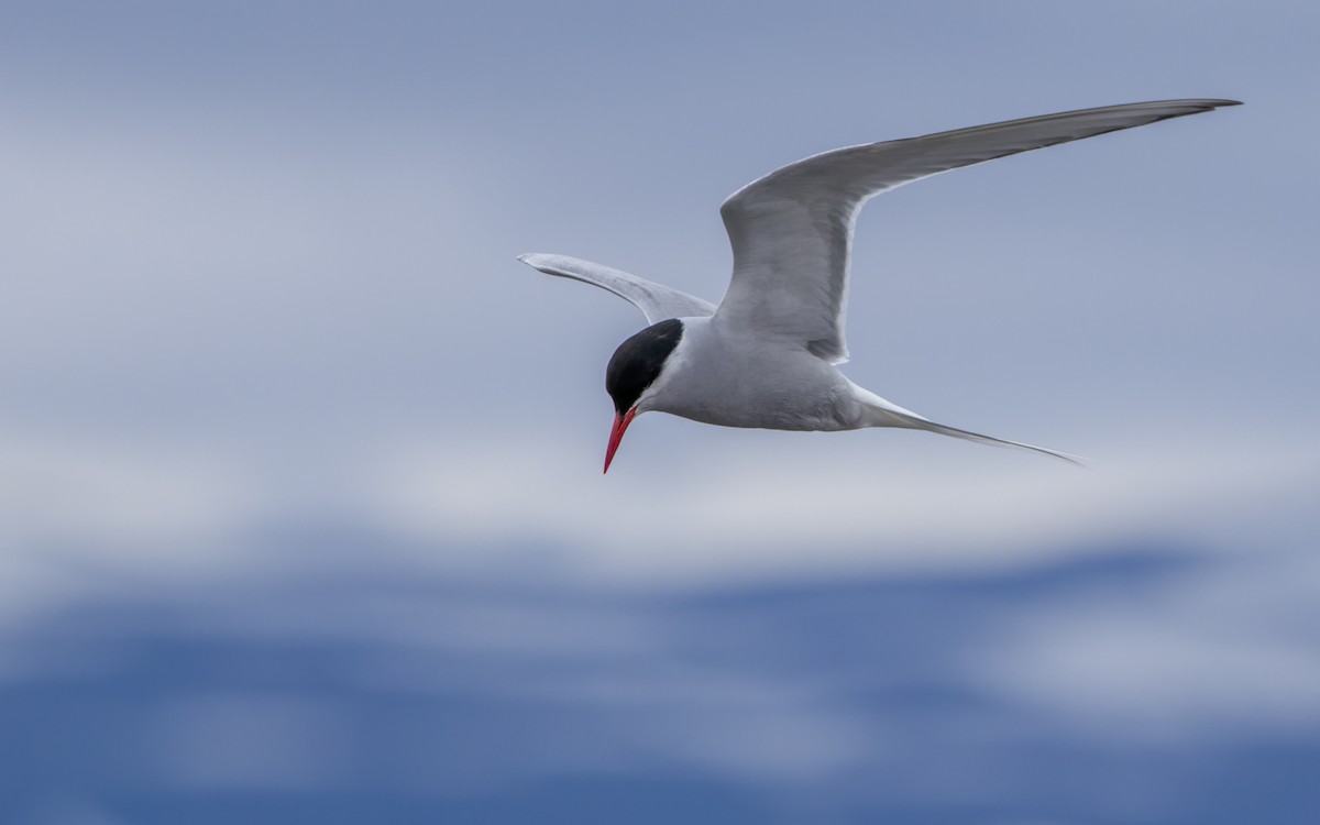 Arctic Tern - ML604607191