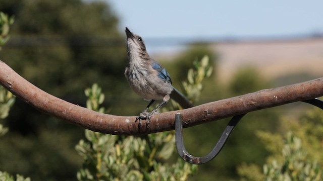 California Scrub-Jay - ML604607201