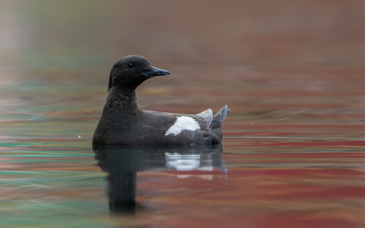 Black Guillemot - ML604607241