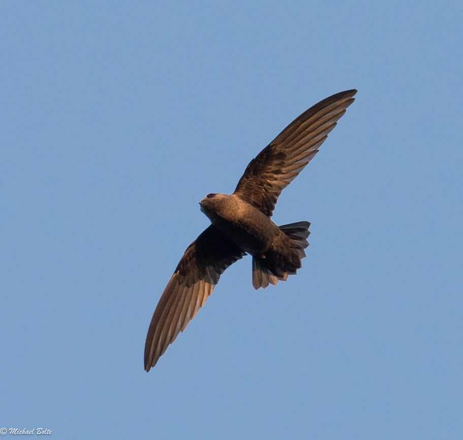 Black Swift - Michael Bolte