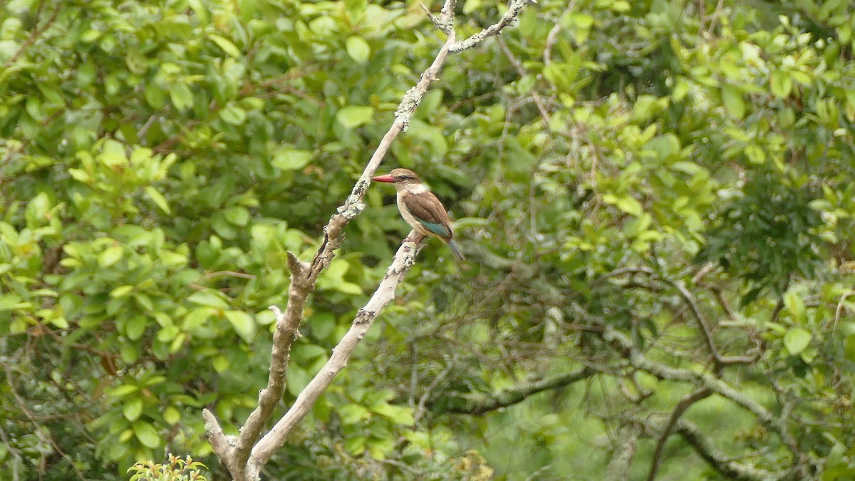 Martin-chasseur à tête brune - ML604608191