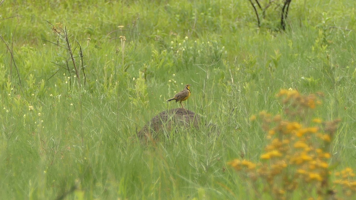 Yellow-throated Longclaw - ML604608941