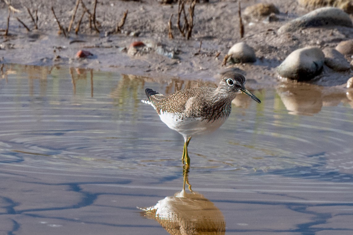 Solitary Sandpiper - ML604609601