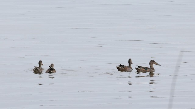 Northern Shoveler - ML604610011