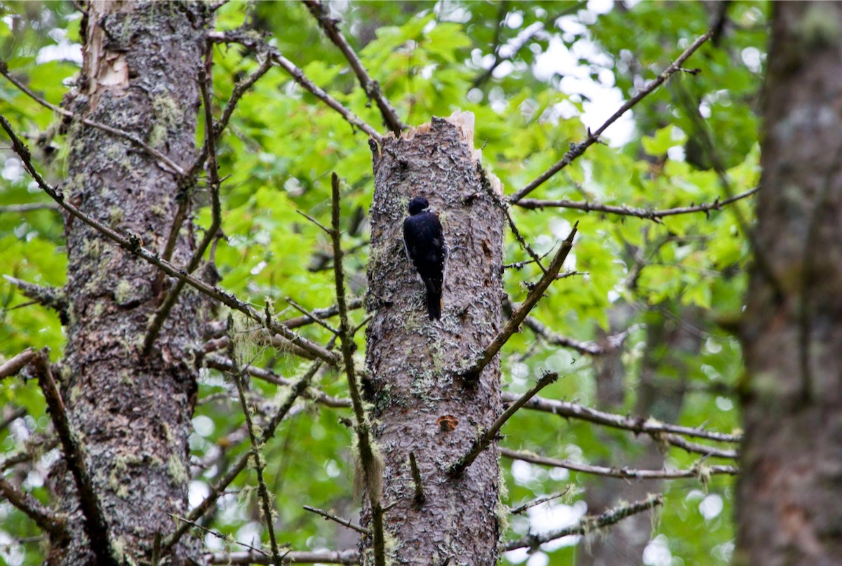Black-backed Woodpecker - ML604610141
