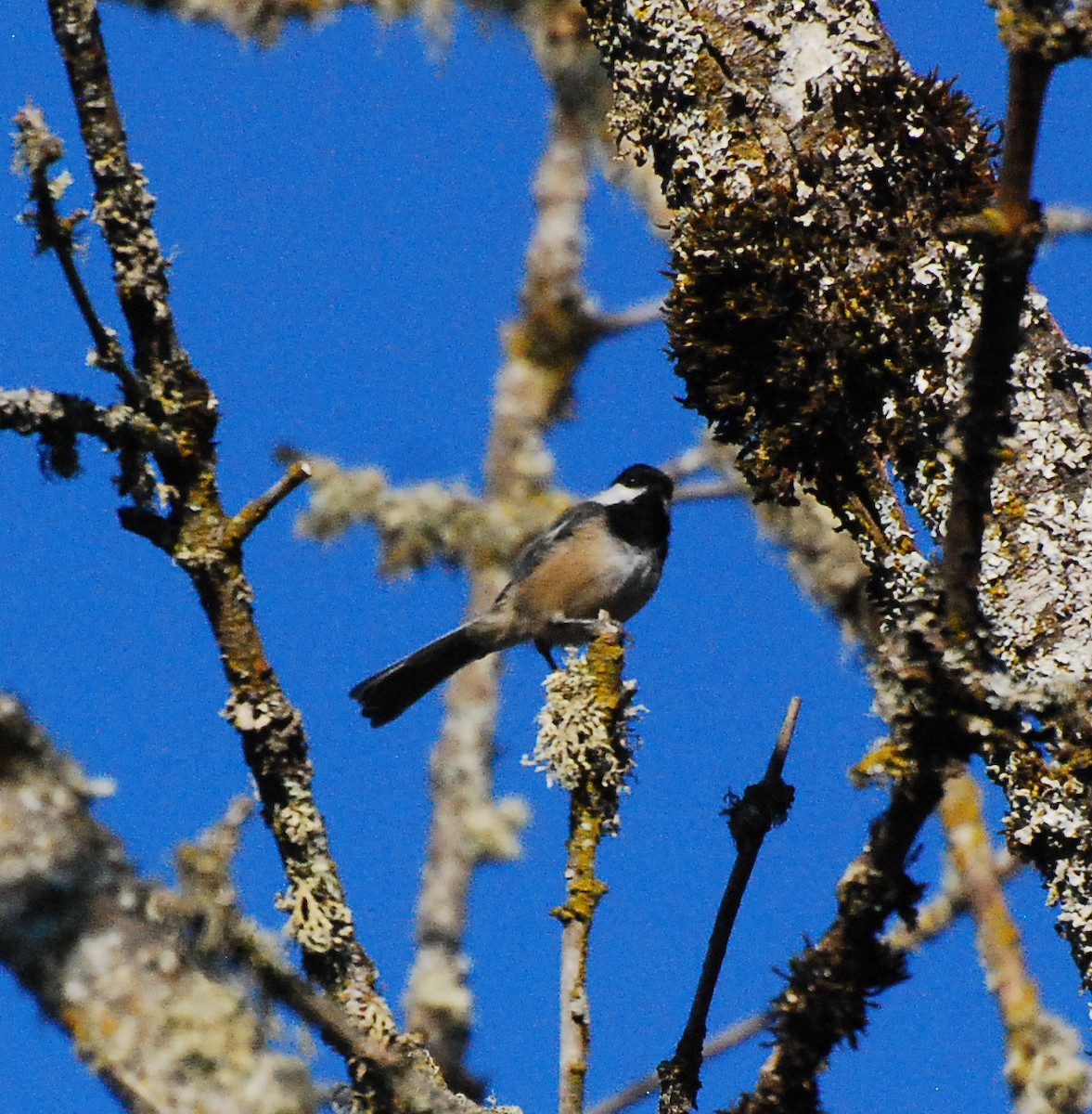 Black-capped Chickadee - Max Thayer