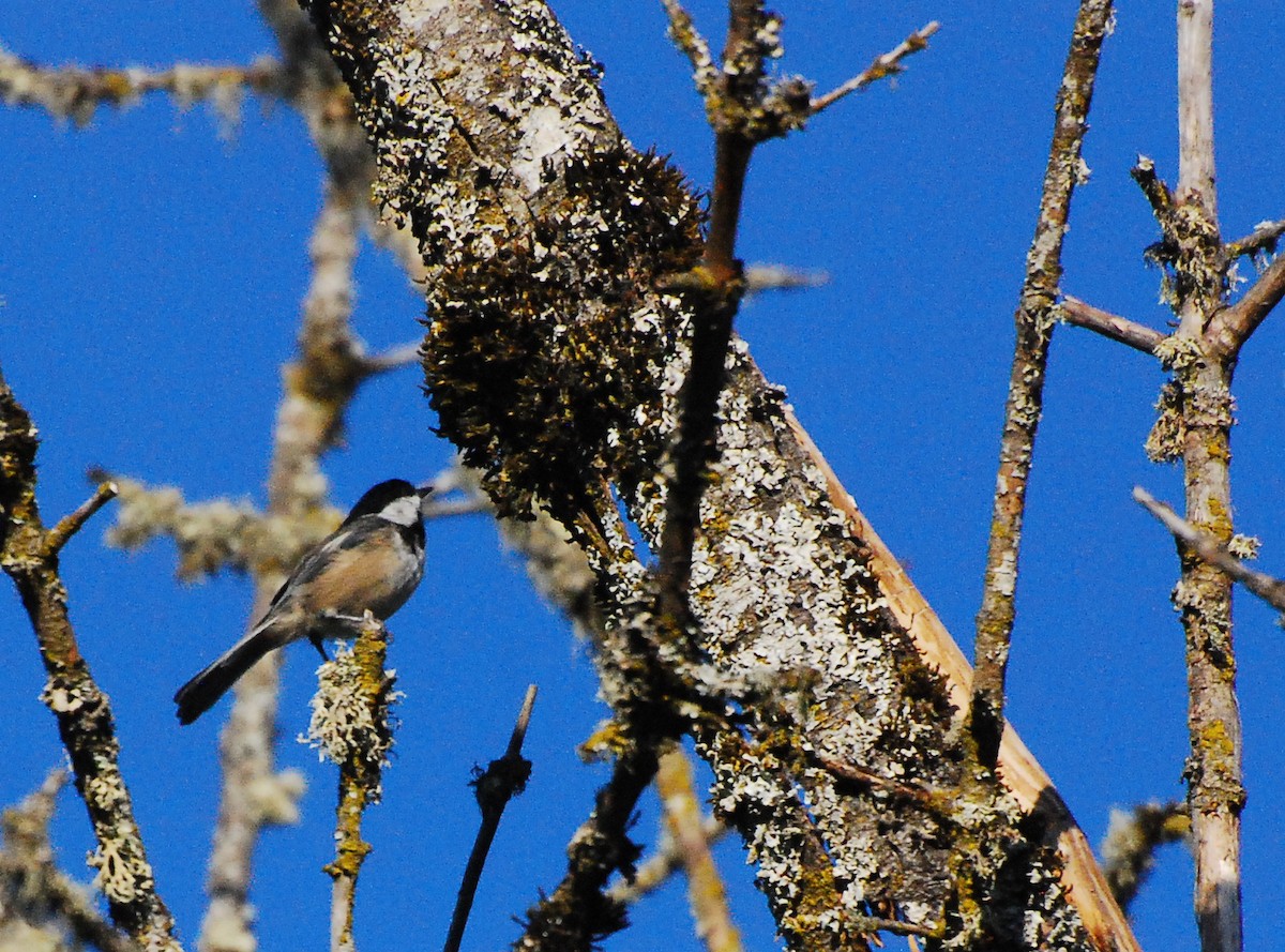 Mésange à tête noire - ML604610371