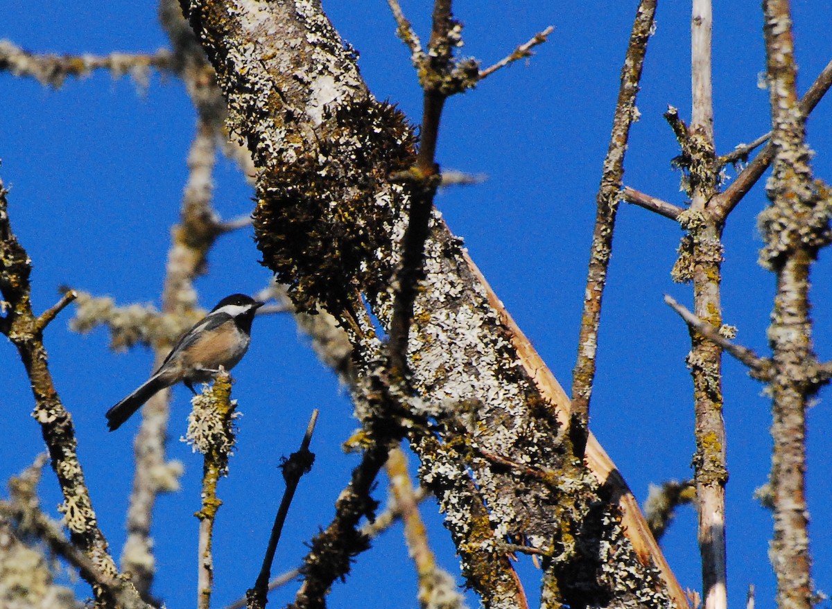 Black-capped Chickadee - Max Thayer