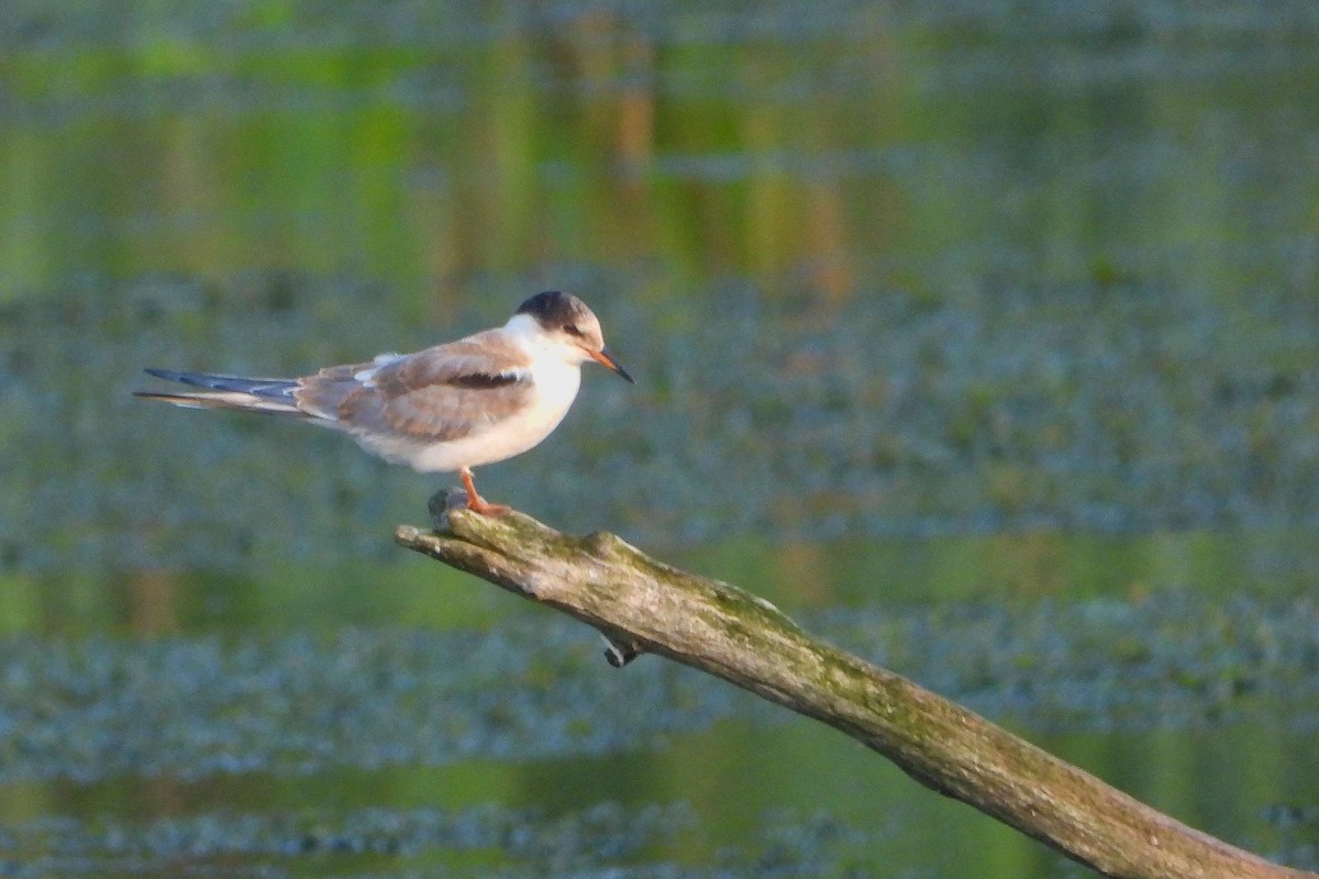 Common Tern - ML604610441