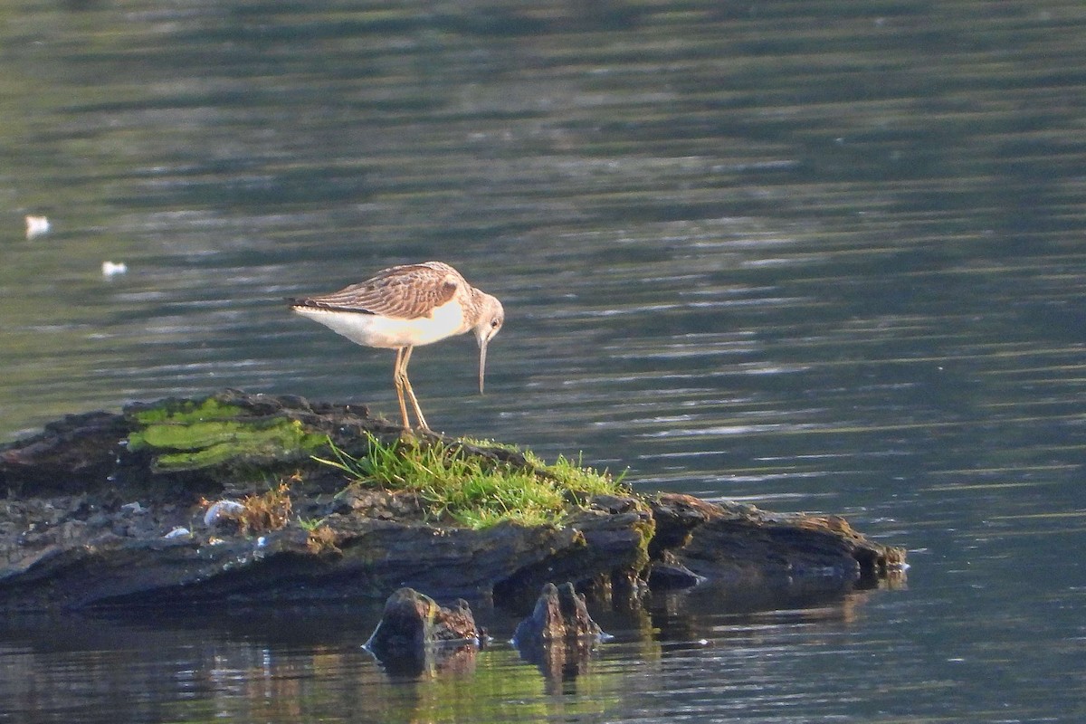 Common Greenshank - ML604610601