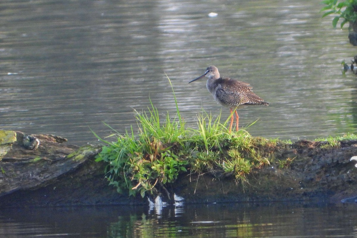 Spotted Redshank - ML604610651