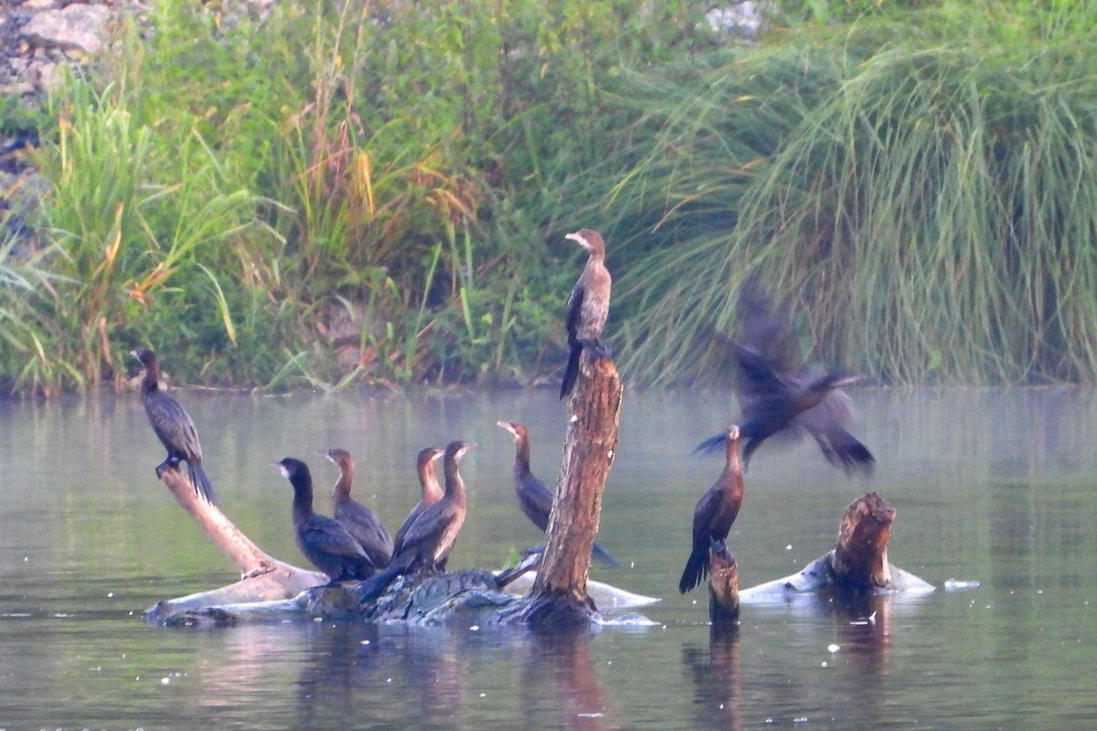 Pygmy Cormorant - ML604610821