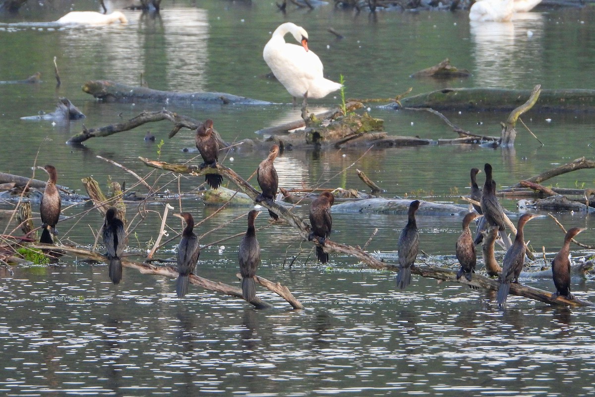 Pygmy Cormorant - ML604610831