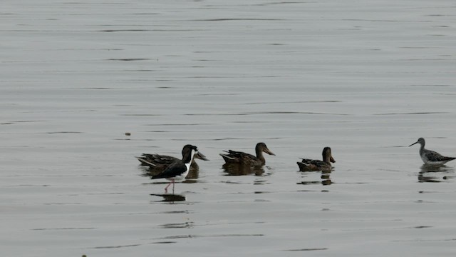 Northern Shoveler - ML604611231