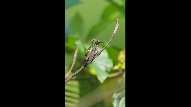 Short-crested Coquette - ML604613071