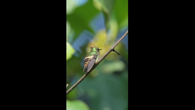 Short-crested Coquette - ML604613121