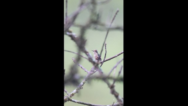 Short-crested Coquette - ML604613151