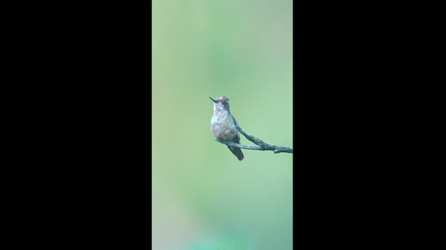 Short-crested Coquette - ML604613161