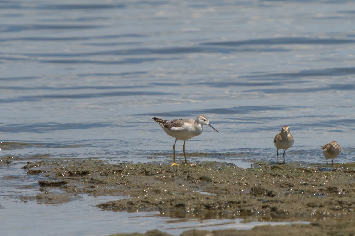 Wilson's Phalarope - ML604613271