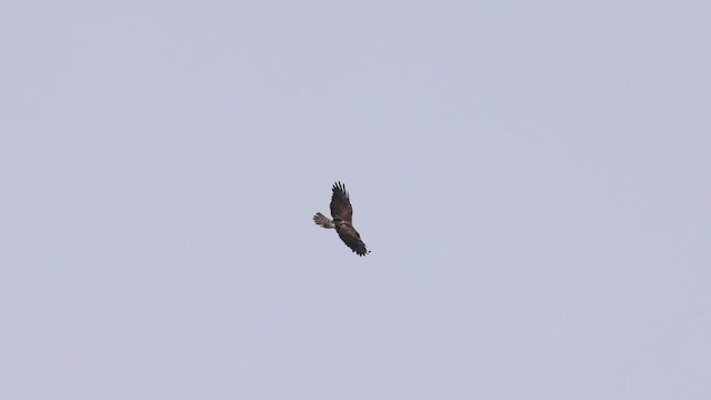 Swainson's Hawk - ML604613571