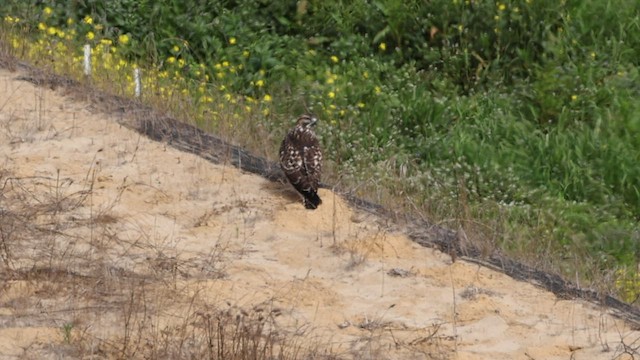 Red-tailed Hawk (calurus/alascensis) - ML604613631