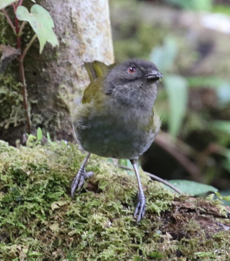 Dusky Chlorospingus - ML604613661