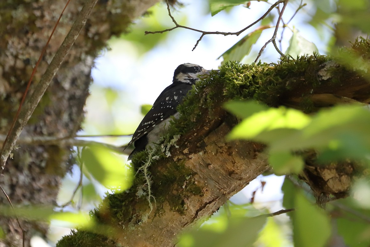 Hairy Woodpecker - ML604613771