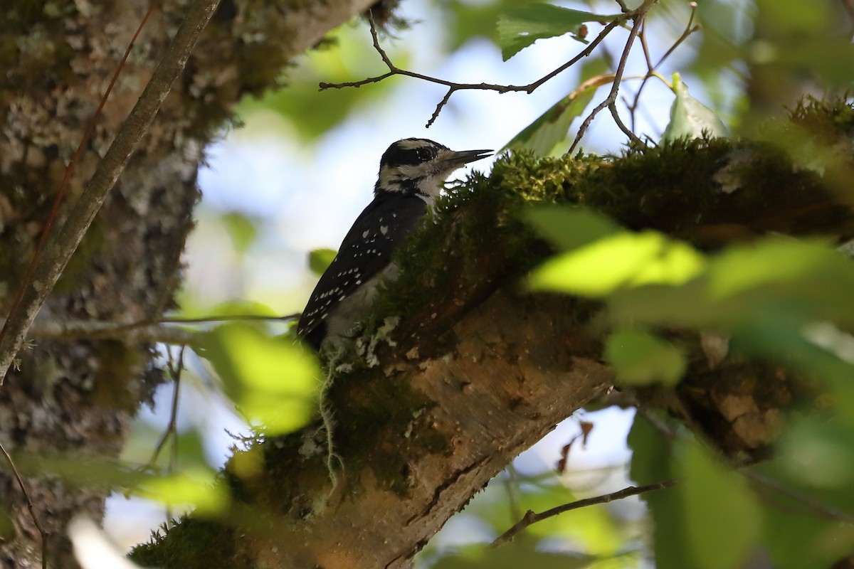 Hairy Woodpecker - ML604613781