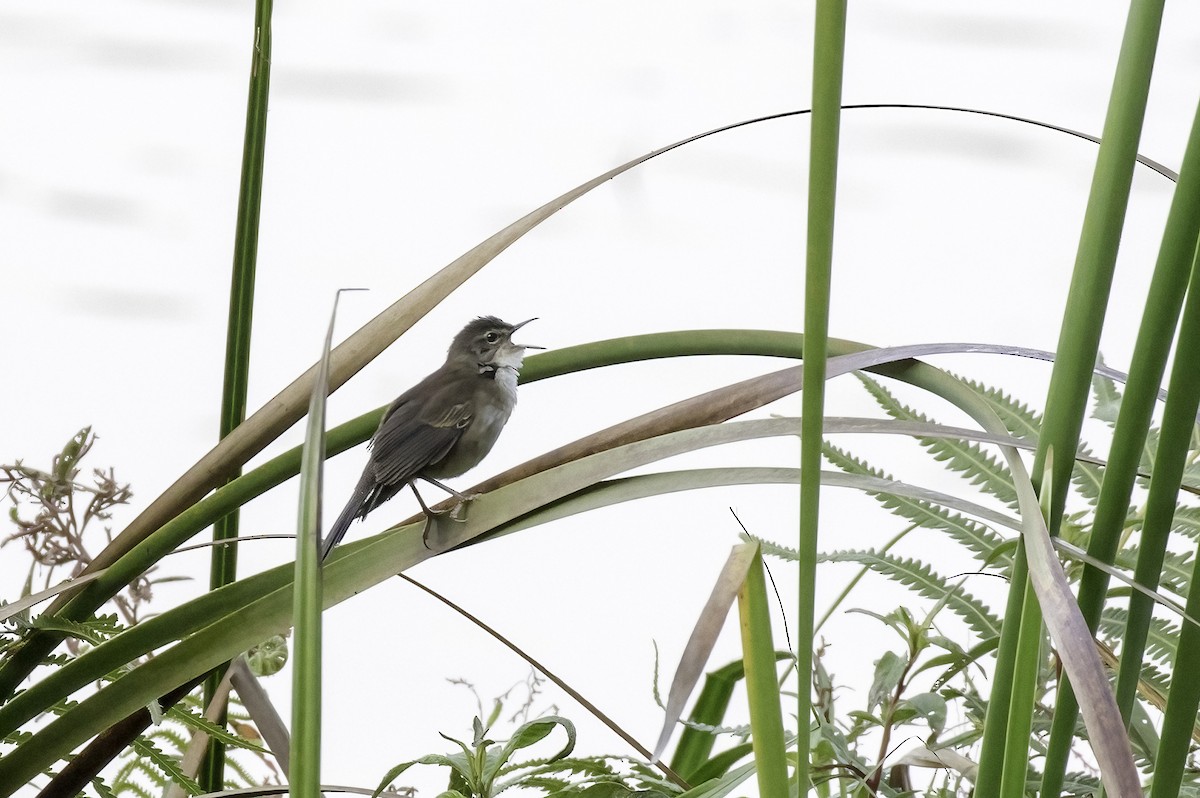 Highland Rush Warbler - ML604613941