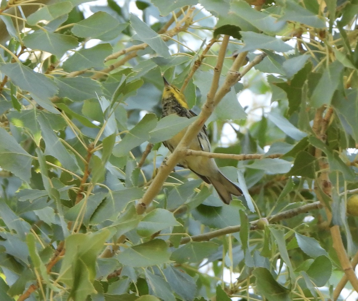 Black-throated Green Warbler - ML604614691