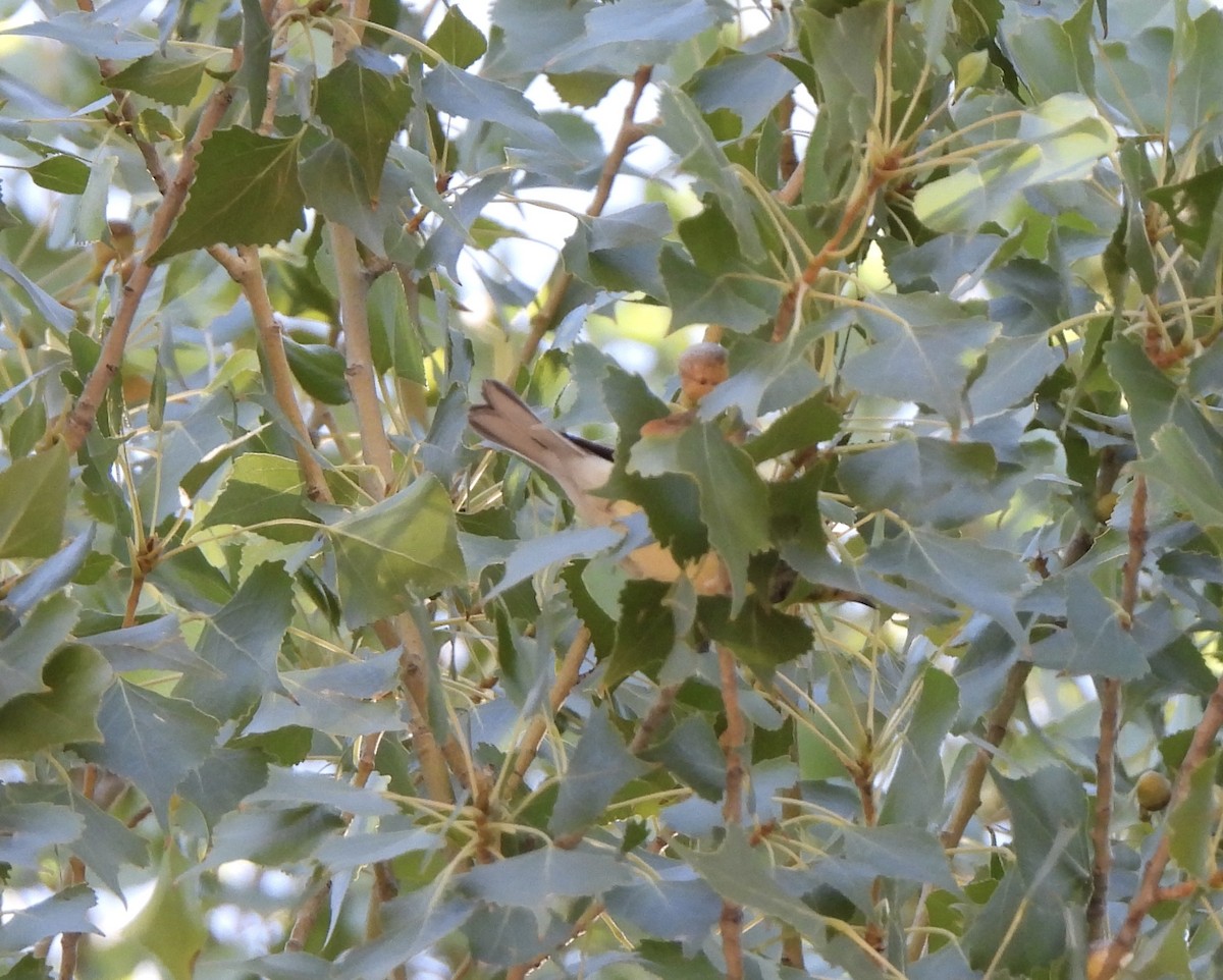 Black-throated Green Warbler - ML604614701