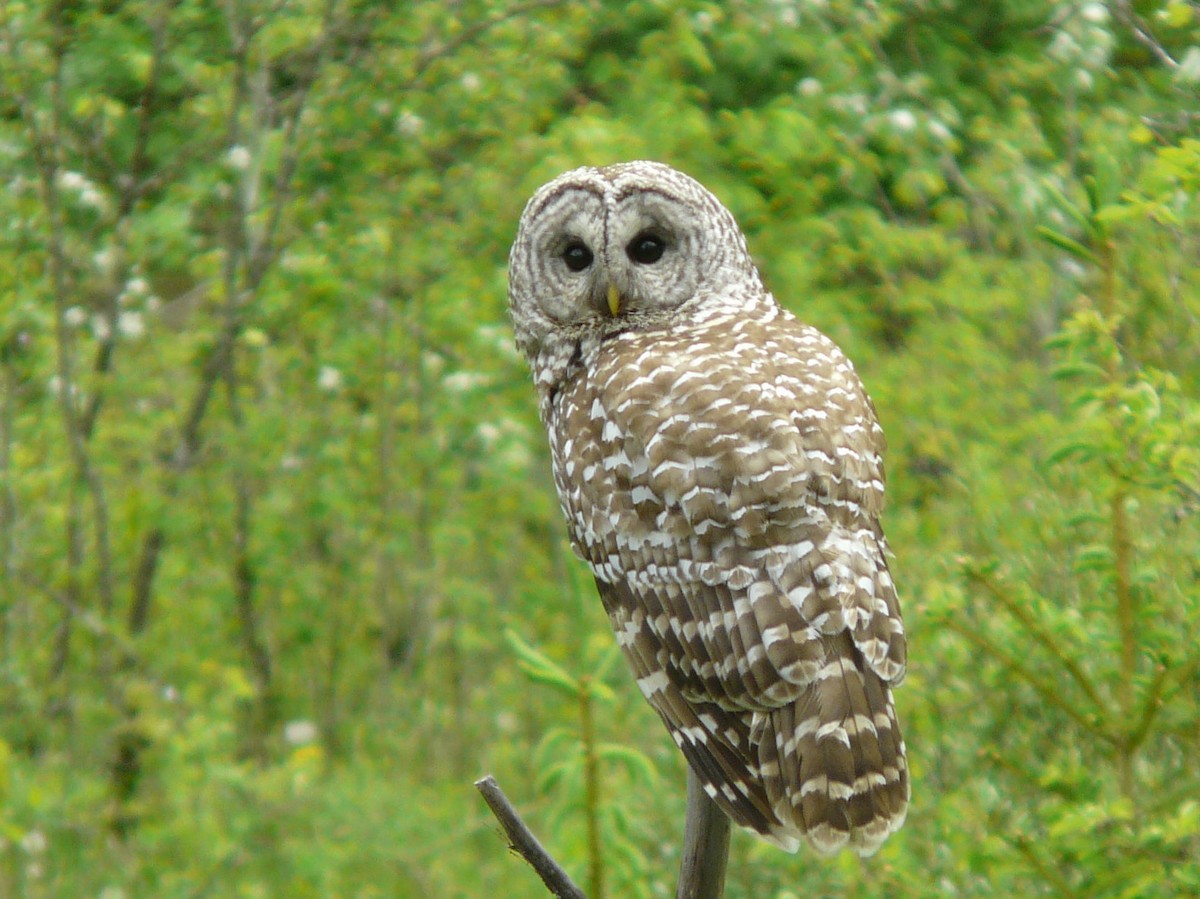 Barred Owl - Douglas Leighton