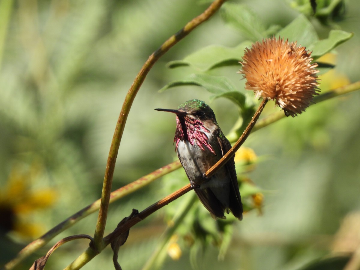 Calliope Hummingbird - ML604615411