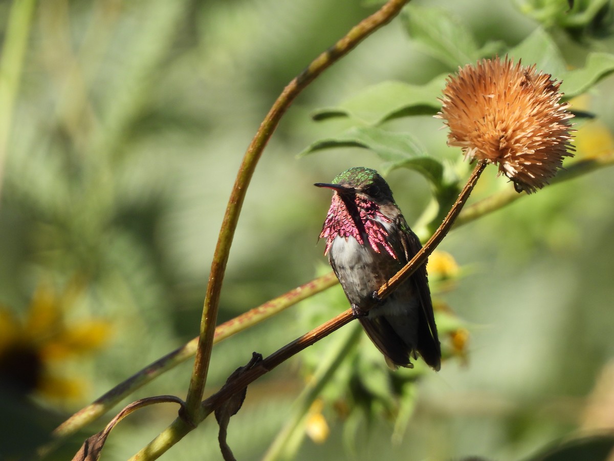 Calliope Hummingbird - ML604615421