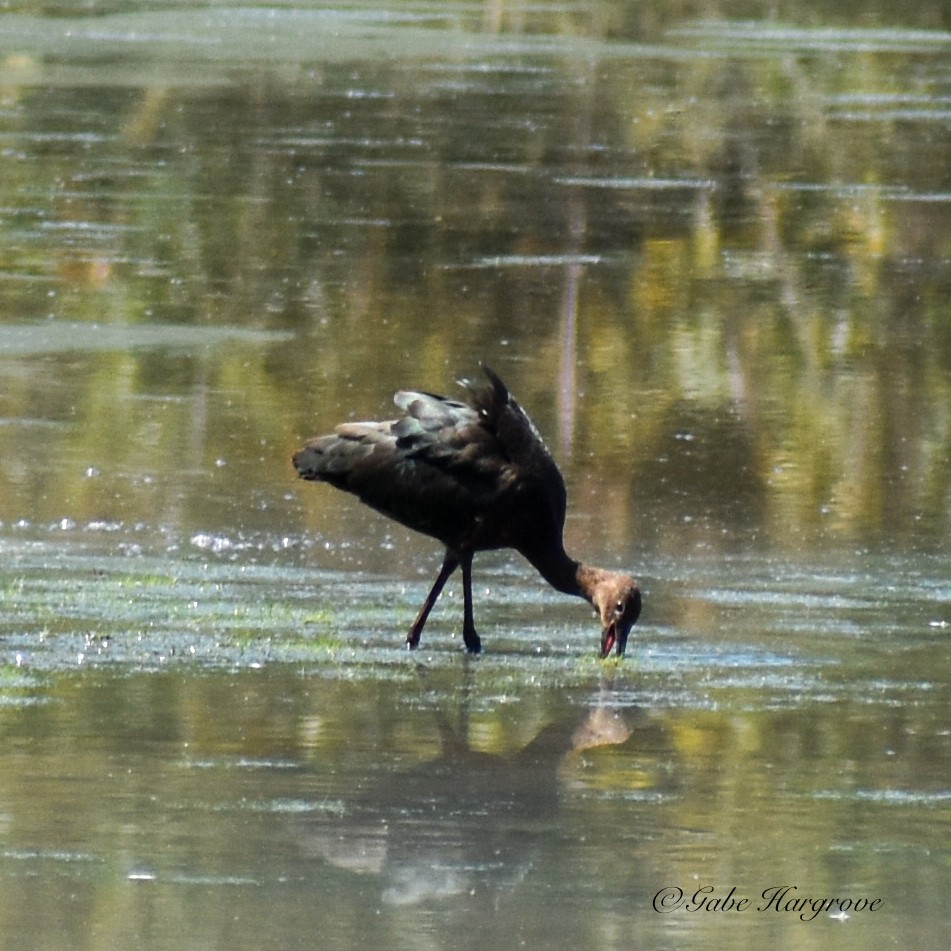 Glossy/White-faced Ibis - ML604615701