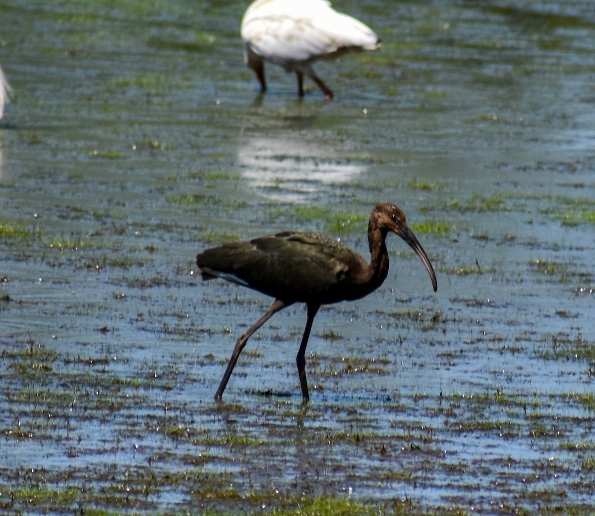 Glossy/White-faced Ibis - ML604615721
