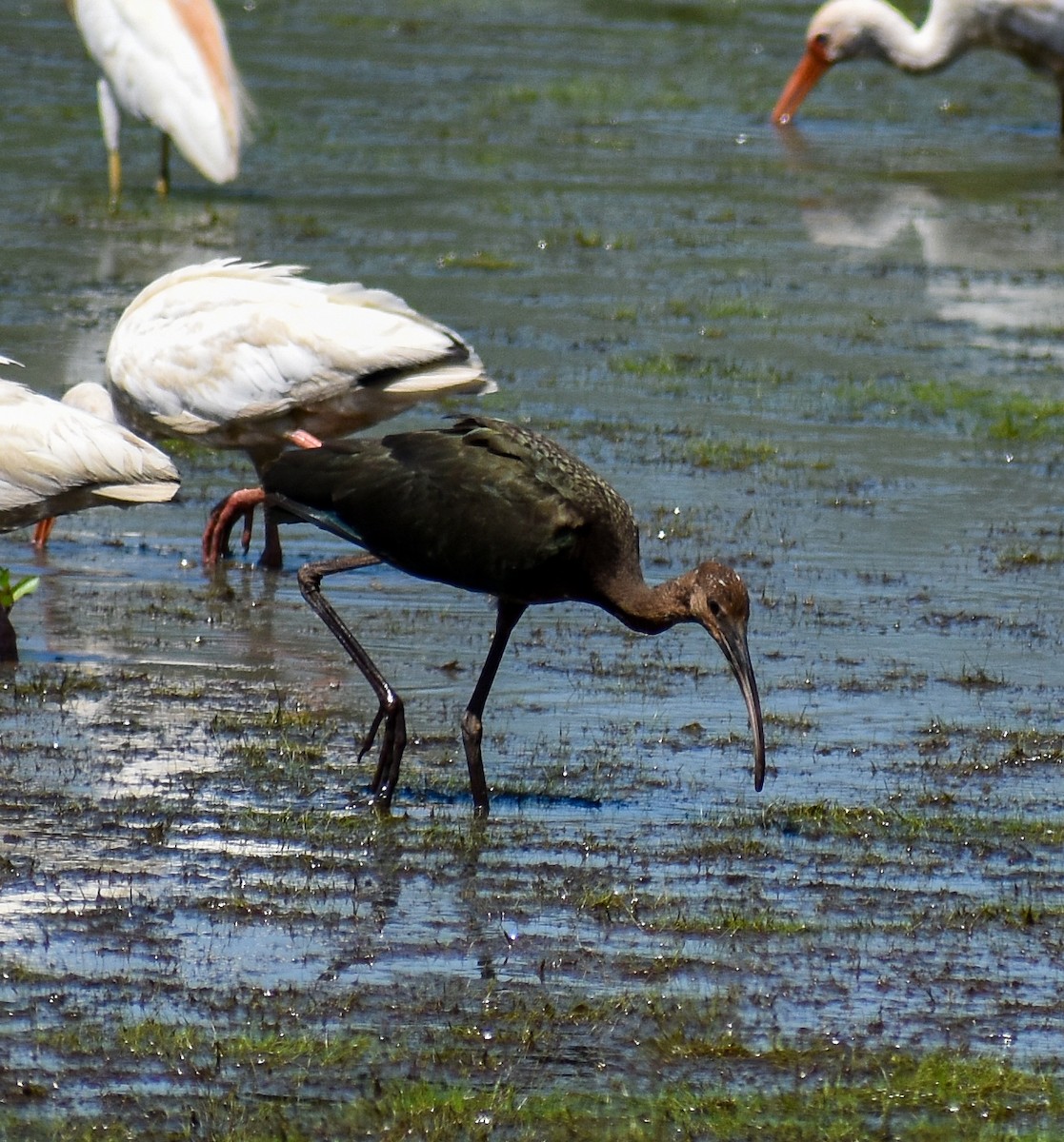 Glossy/White-faced Ibis - ML604615731