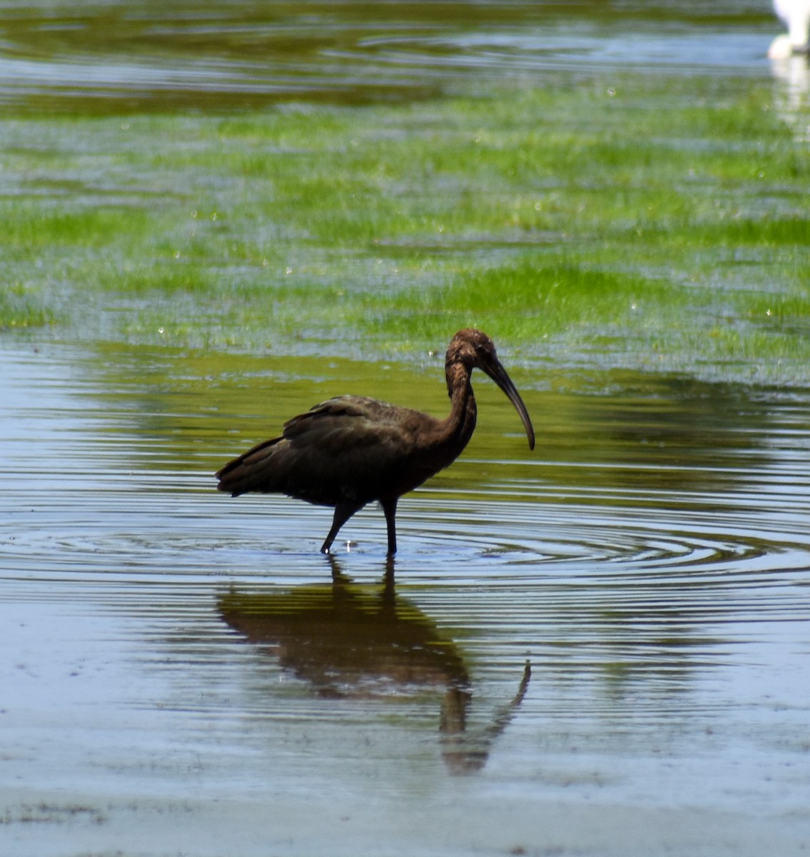 Glossy/White-faced Ibis - ML604615741