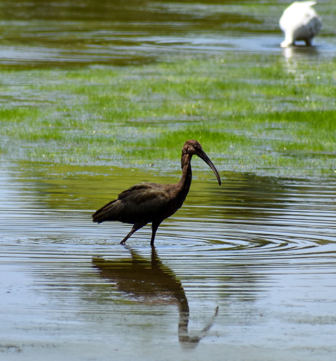 Glossy/White-faced Ibis - ML604615941