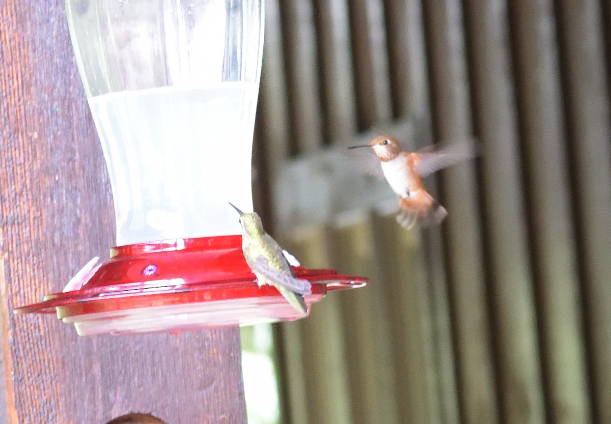 Colibrí Rufo - ML604616261