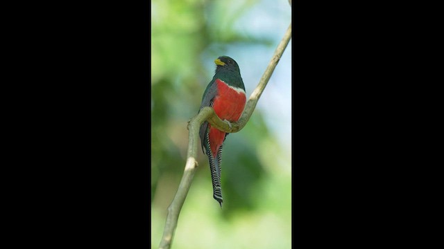 Collared Trogon - ML604616421